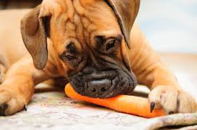 Most of these foods are available without a prescription. 5 Best High Fiber Dog Foods For Regulating Your Pooch S Poop
