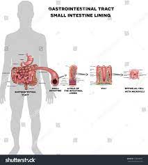 Small Intestine Lining Anatomy A Fold Of The Intestinal Lining Villi And Epithelial Cell With Microvilli Detailed Illustrations Intestines Anatomy Fold
