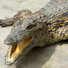 Kamu bisa mencobanya dengan mencampur lidah buaya dengan argan oil. Bagaimanakah Buaya Membebaskan Haba Dari Badannya The Petri Dish