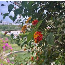 Emma_lu1 Porn I Was In New York City On Work