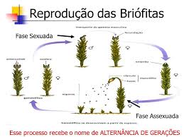 Reprodução da Plantas | Classificacao dos seres vivos, Ciências biológicas,  Botânica
