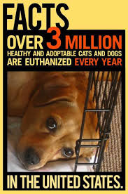 I Can T Believe Animal Cruelty Is Still This Big Of A Problem Dog Adoption Dog Cat Dogs
