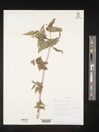 Image result for Aspilia mendoncae