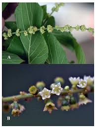 Image result for Gouania scandens