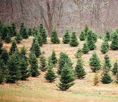 Places To Buy Christmas Trees Near Me Ideas