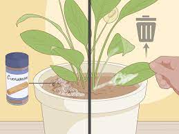 To revive a droopy peace lily, improve drainage in the pot, water adequately but not in excess, or repot the plant to get rid of the fungus. How To Care For Peace Lilies 15 Steps With Pictures Wikihow