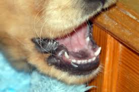 Ihr vierbeiniger freund verliert seine milchzähne in der regel zwischen dem vierten und siebten lebensmonat. Zahnwechsel Hund Hunde Tipps Und Infos