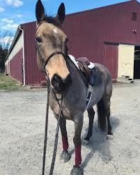 Marley Beautiful Horses Spirit The Horse Grulla Horse