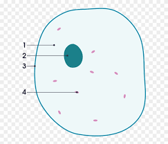 Animal cell cultures are initiated by the dispersion of a piece of tissue into a suspension of its component cells, which is then added to a culture dish containing nutrient media. File Simple Diagram Of Animal Cell Numbers Svg Simple Simple Blank Animal Cell Diagram Clipart 1515019 Pinclipart