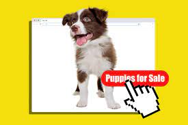 There are many ways to find buyers for your litter. Puppies For Sale These Fake Websites Are Scamming Dog Lovers Out Of Thousands Of Dollars