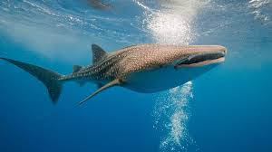 Ten of the best places to swim with sharks