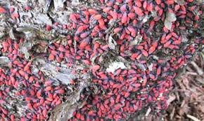Check spelling or type a new query. Scentless Plant Bugs Jadera Spp