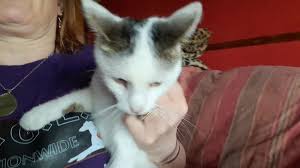 Bianca's blog, stardate 5432.1. So, see what I did last night? I ditched  the collar, haha. Video last night collar on. Video this morning, gone,  tada. When I woke Mummy up this