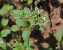 Image result for Polycarpon