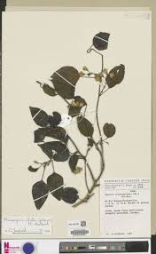 Image result for Mikaniopsis