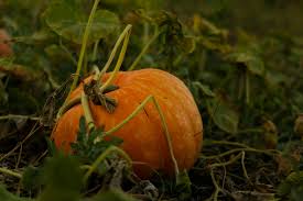 Image result for tbn:0PJB32OL7JwfOM::farm4.static.flickr.com/3324/3329876139_f2d551139f.jpg