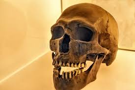 1,720 Neanderthal Photos - Free & Royalty-Free Stock Photos from Dreamstime