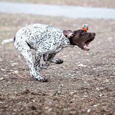 Pure comfort food filled to the brim with flavor. 82 Bird Dogs Ideas Bird Dogs Dogs Hunting Dogs