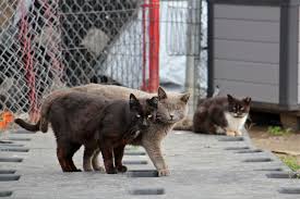 I got a glimpse of it, and mind you, it is not your cute house cat. Managing Feral Cats In Philadelphia Is Pitting Cat Lovers Against Birders Whyy
