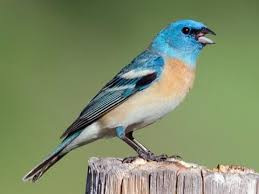 Lazuli Bunting Identification All About Birds Cornell Lab