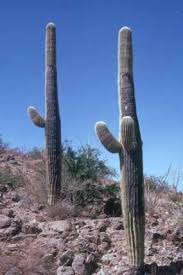 How Saguaros Grow Saguaro National Park U S National