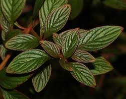 Image result for Heterocentron