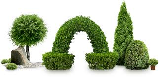 Bushes Png Images Free Download Bush Png All png & cliparts images on nicepng are best quality. bushes png images free download bush png