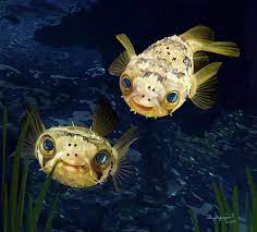 porcupine puffer art print by thanh thuy nguyen in 2021 puffer fish animals fish drawings