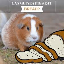 Pin On Guinea Pig Food And Diet