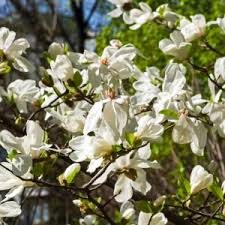 We did not find results for: Trees Buy Garden Trees Online Dobies