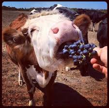 Even The Cows Love The Grapes At Voyager Estate Animals Cow River