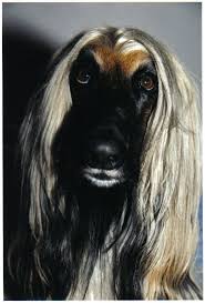 Afghan Hound Absolutely In Love With This Breed Afghan Hound Silly Dogs Dog Poses