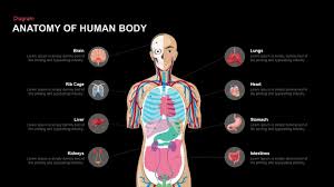301 rib cage diagram free. Anatomy Of The Human Body Powerpoint Template And Keynote Slide