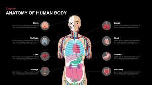 The ribs are anchored posteriorly to the 12 thoracic vertebrae t1t12. Anatomy Of The Human Body Powerpoint Template And Keynote Slide