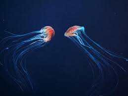 Quallen-Alarm auf Mallorca - Invasion durch Schönheit der Natur