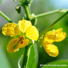 Image result for Senna tora