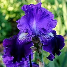 Tb Iris Indigo Seas Schreiner 08 Iris Garden Purple Flowers Iris