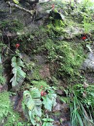 Image result for Streptocarpus myoporoides