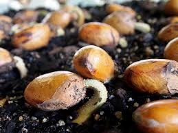 Durian trees are native to the equatorial tropics, the 23 degrees north or south of the equator. So You Want To Plant A Durian Tree Year Of The Durian