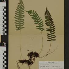 Image result for Deparia boryana