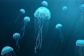 What do tomorrow's dinners look like, and how will you adjust? Jellyfish A New Sustainable Nutritious And Oyster Like Food For The Western World