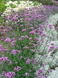Verbena, sometimes also called vervain, refers to a genus of annual and perennial plants in the verbenaceae flower family. Verbena Bonariensis Bluestone Perennials