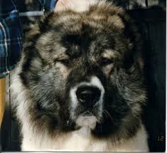 ch medveolo szelim gurkha soooo handsome in 2021 caucasian shepherd dogs animals
