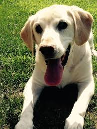 The labrador retriever has its paws firmly planted in americans' hearts. Pets For Adoption At American Lab Rescue Inc In Willington Ct Petfinder