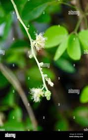 Image result for Homalium