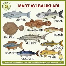 Yakup Adli Kullanicinin Mevsimine Gore Yiyelim Panosundaki Pin Balik Balikcilik Balikcilik Ipuclari