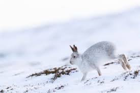 Hi everyone.wildlife all about lets you explore and provides information about different types of animals. Amazing Facts About Mountain Hares Onekind Planet Animal Education Facts