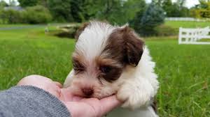 Maybe you would like to learn more about one of these? Havanese Puppies Heavenly Havanese Imlay City Michigan