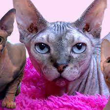 Sphynx were accepted for competition in the championship class by the cat fanciers association (cfa) in february of 2002. Dorset Woman Celebrates Three Decades Of Sphynx Cats Bbc News