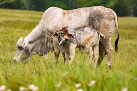 Brahman cattle should have black pigment in four key areas on the body: Brahman Mama And Calf Photograph By Lisa Bell
